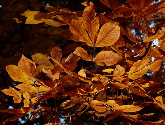 {Carya tomentosa}